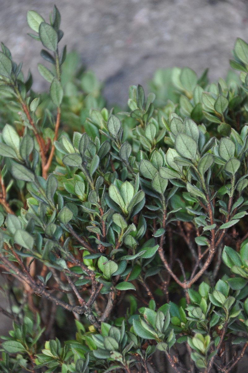 Rhododendron nuttallii photo 3