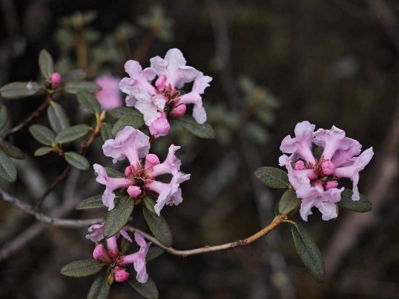 Rhododendron nyingchiense