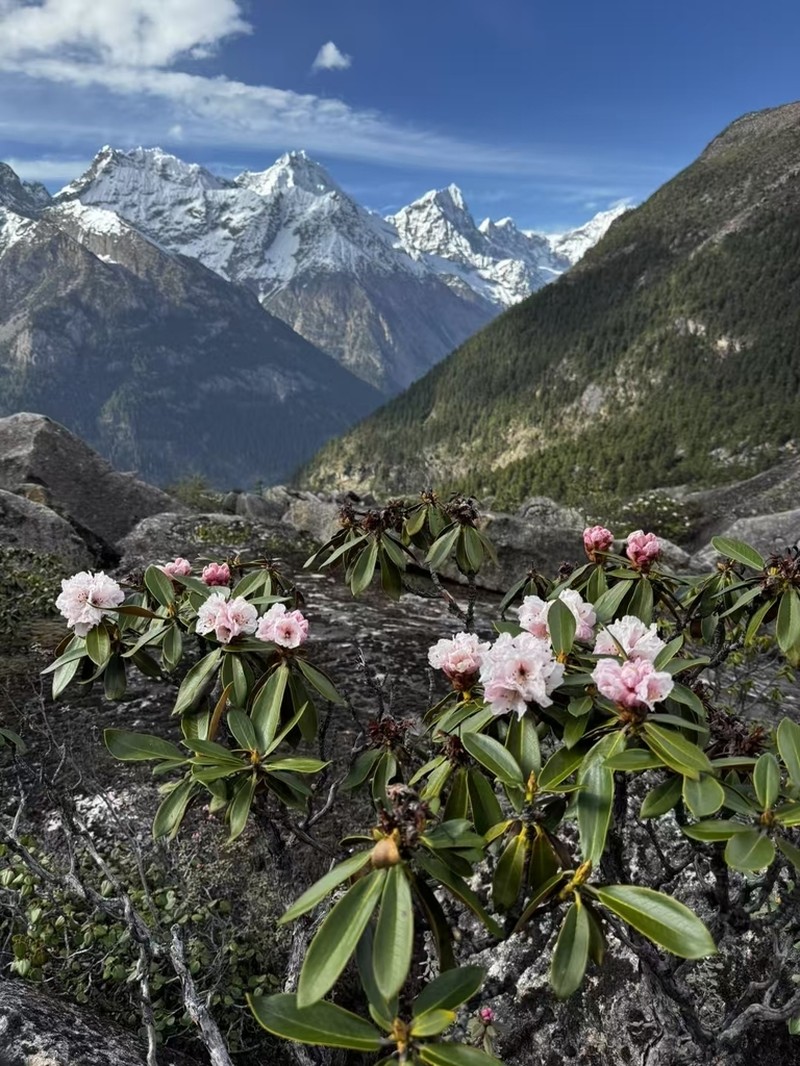 Rhododendron nyingchiense photo 2