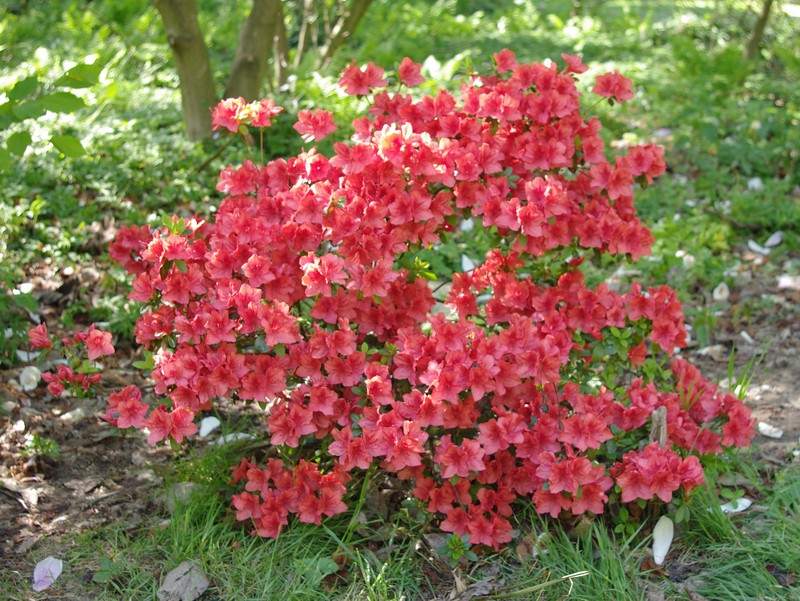 Texas Azalea