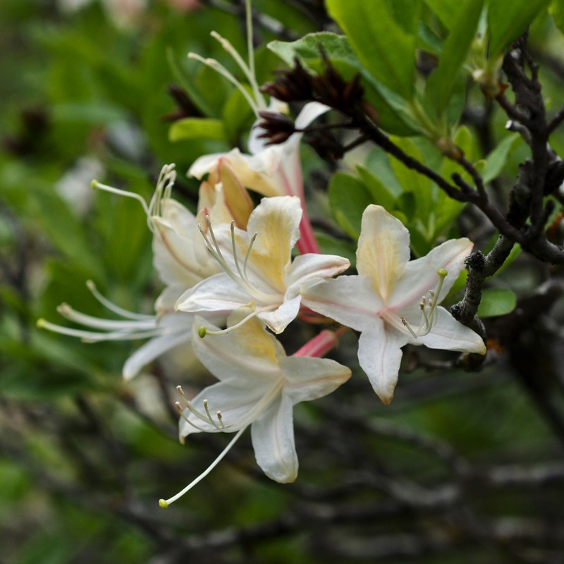 Western Azalea