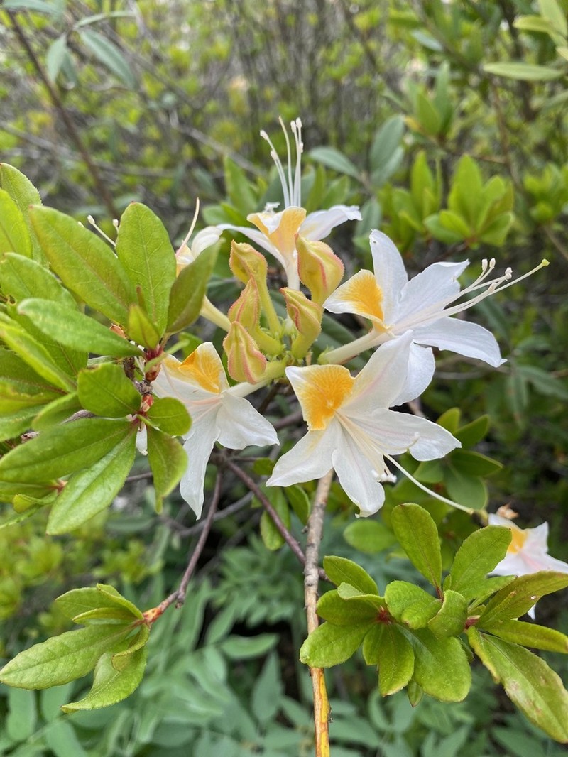 Western Azalea photo 4