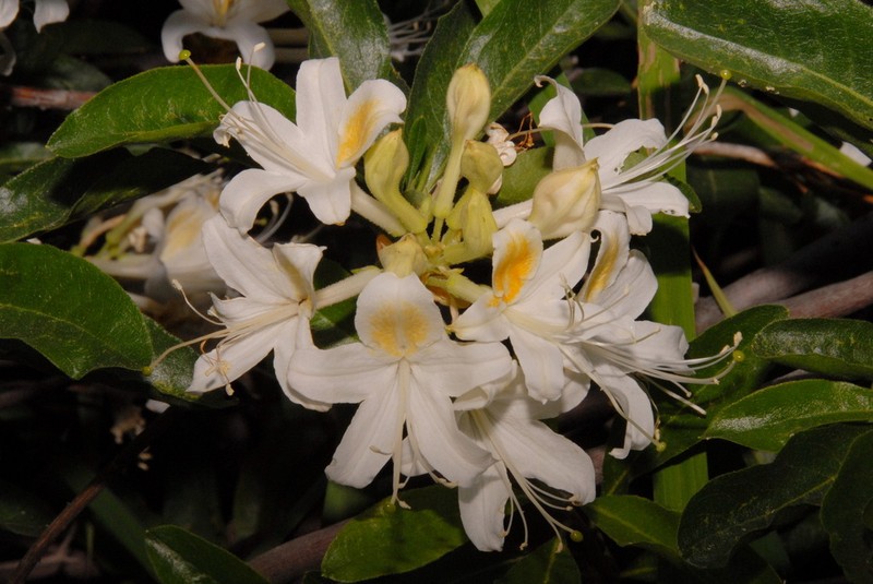 Western Azalea photo 5