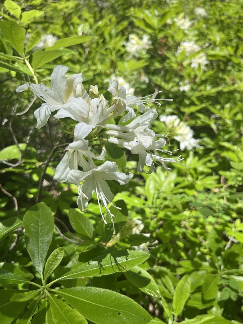 Western Azalea photo 6