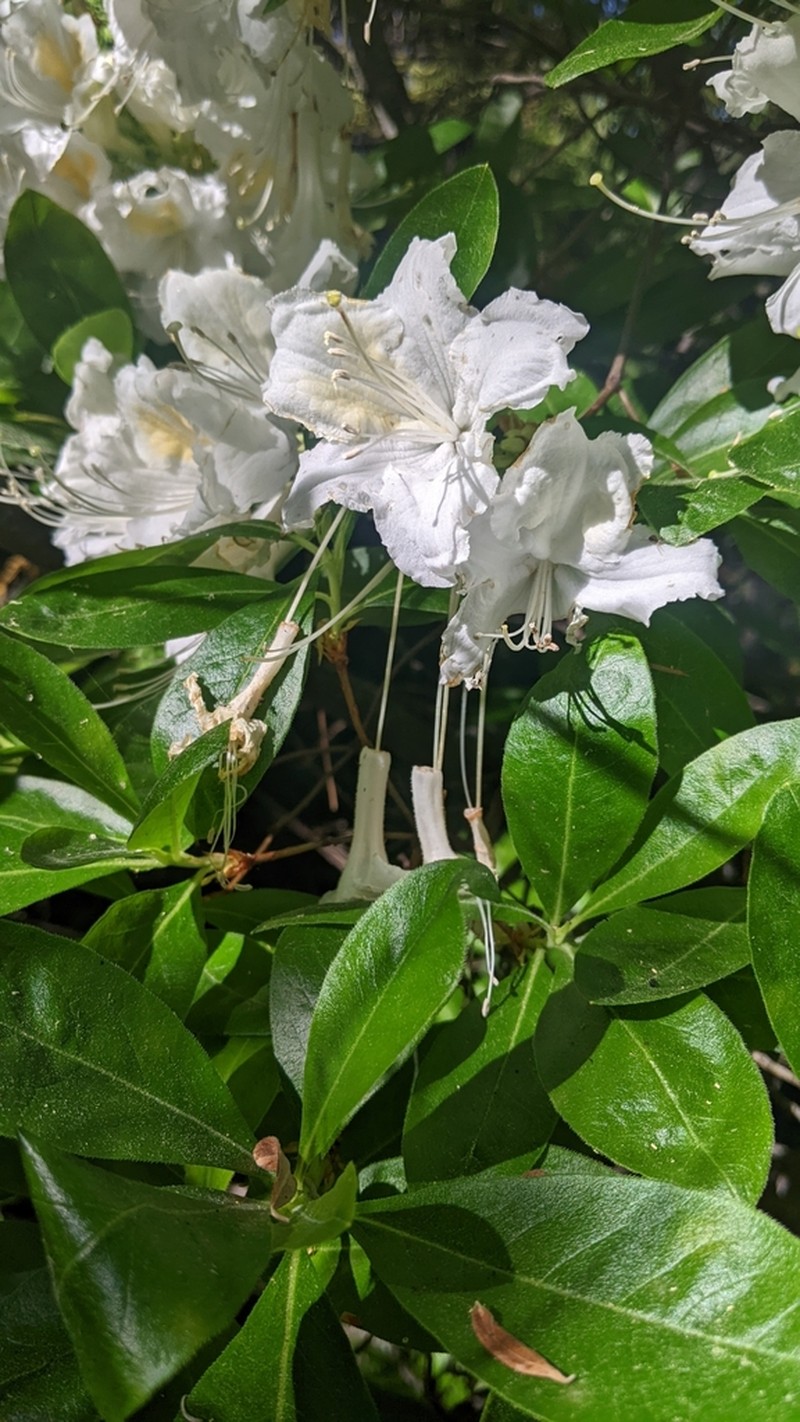 Western Azalea photo 7