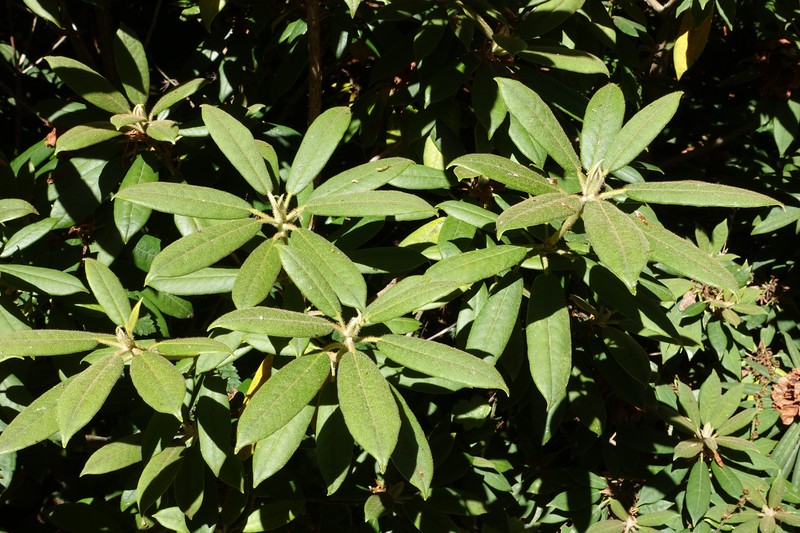 Rhododendron ochraceum