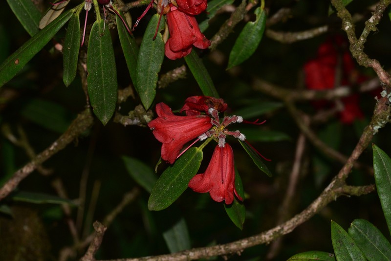 Rhododendron ochraceum photo 2