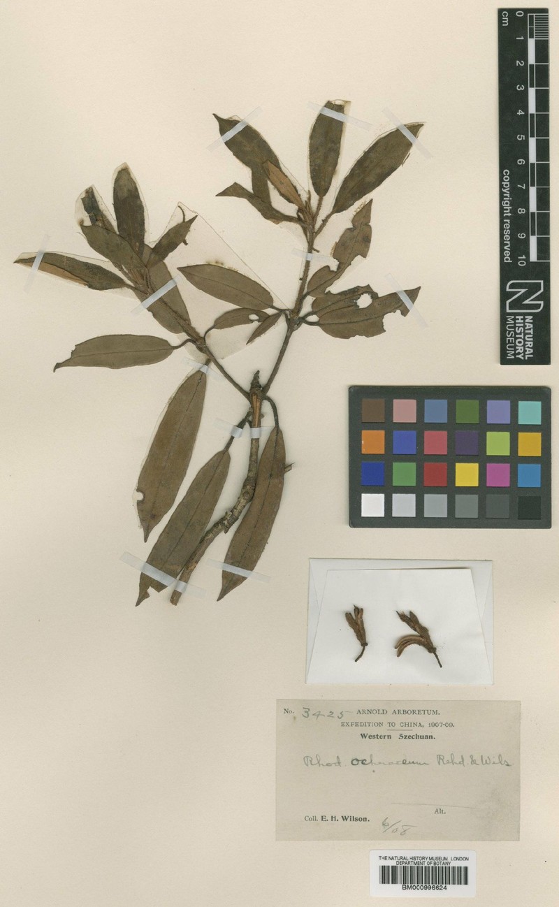 Rhododendron ochraceum photo 5