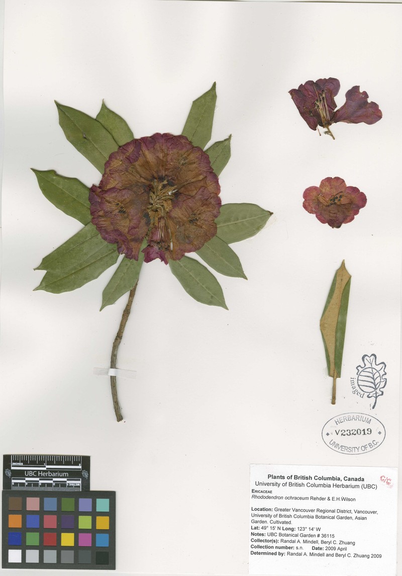Rhododendron ochraceum photo 6