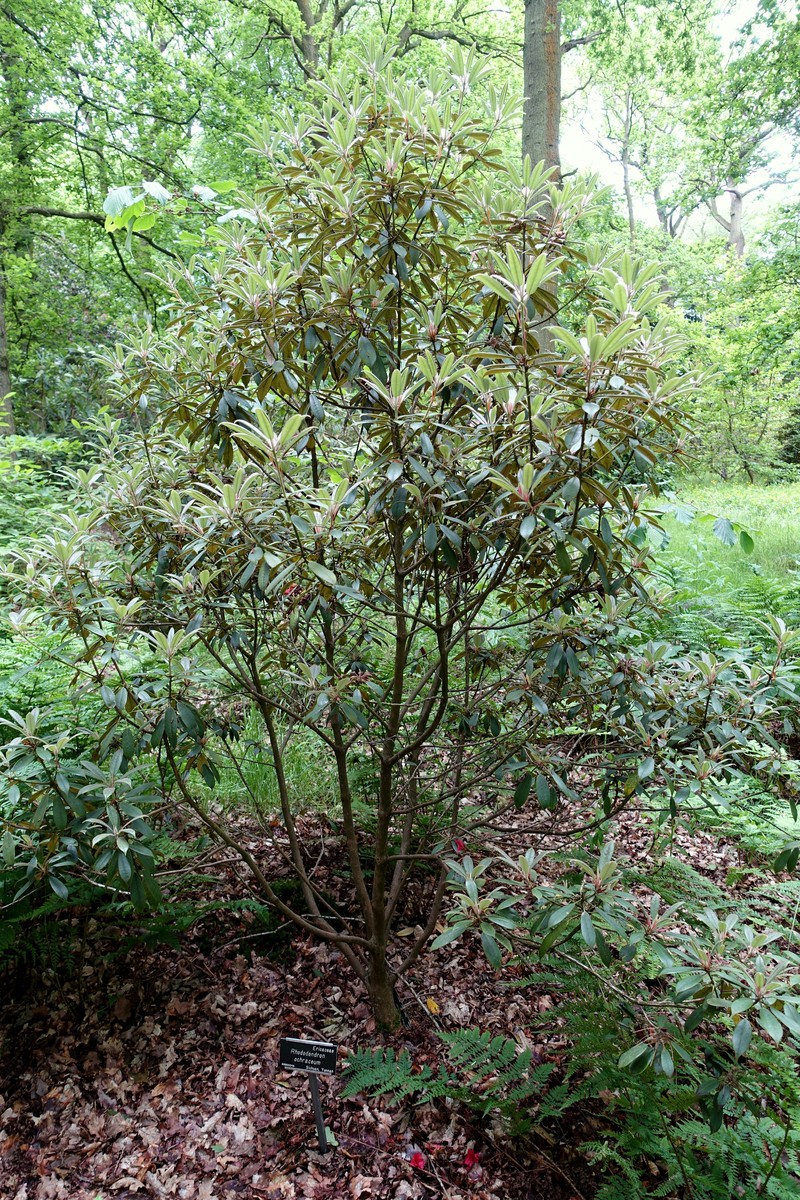 Rhododendron ochraceum photo 7