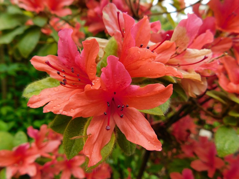 Rhododendron oldhamii