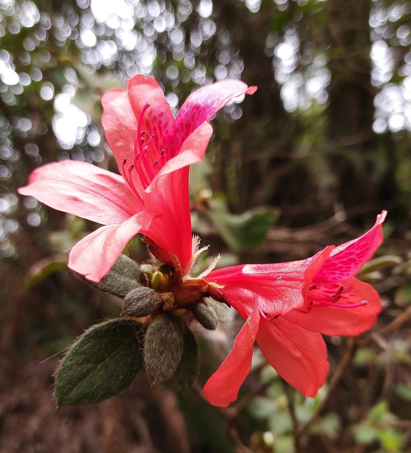 Rhododendron oldhamii photo 3