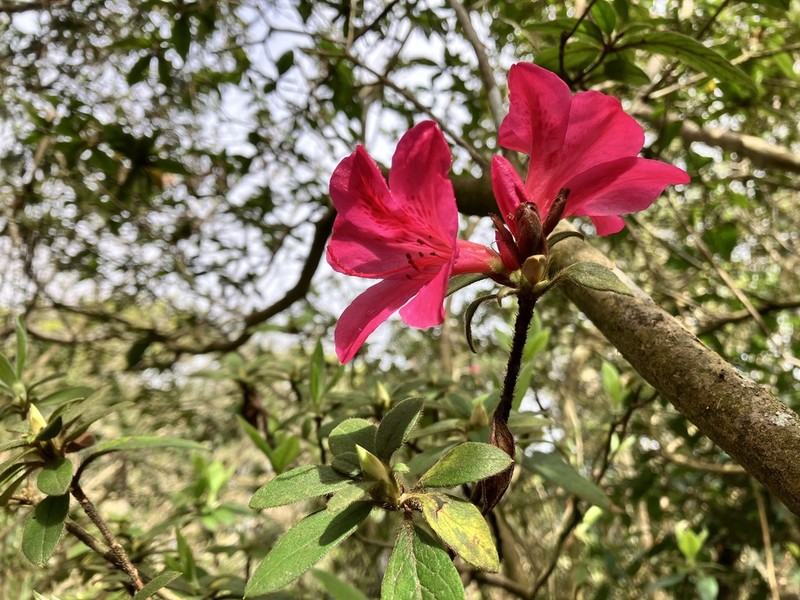 Rhododendron oldhamii photo 4