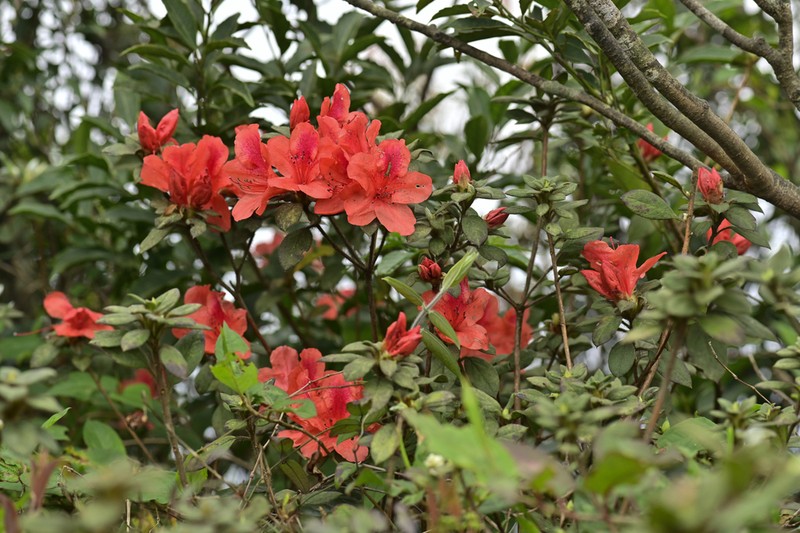 Rhododendron oldhamii photo 5