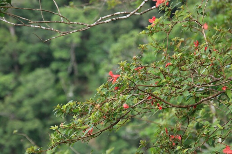 Rhododendron oldhamii photo 6