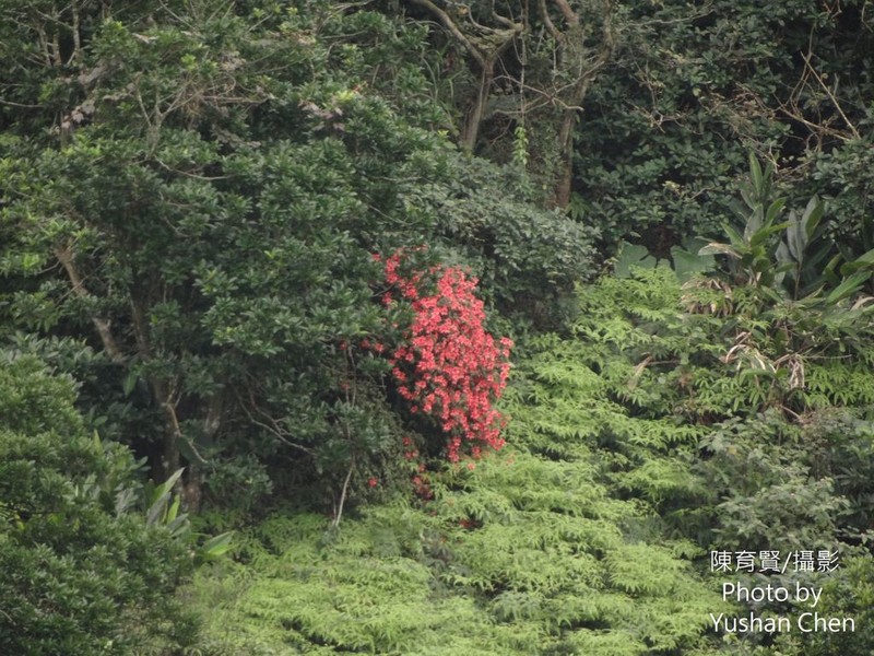 Rhododendron oldhamii photo 7