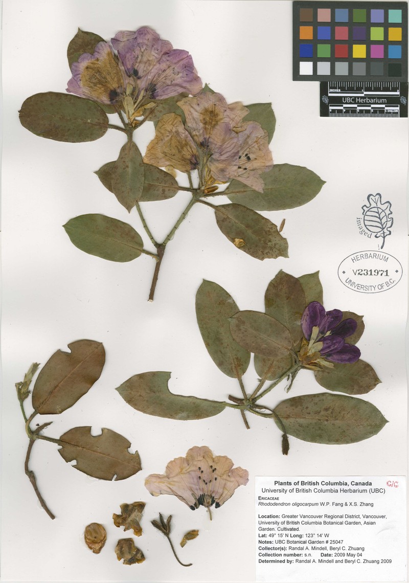 Rhododendron oligocarpum