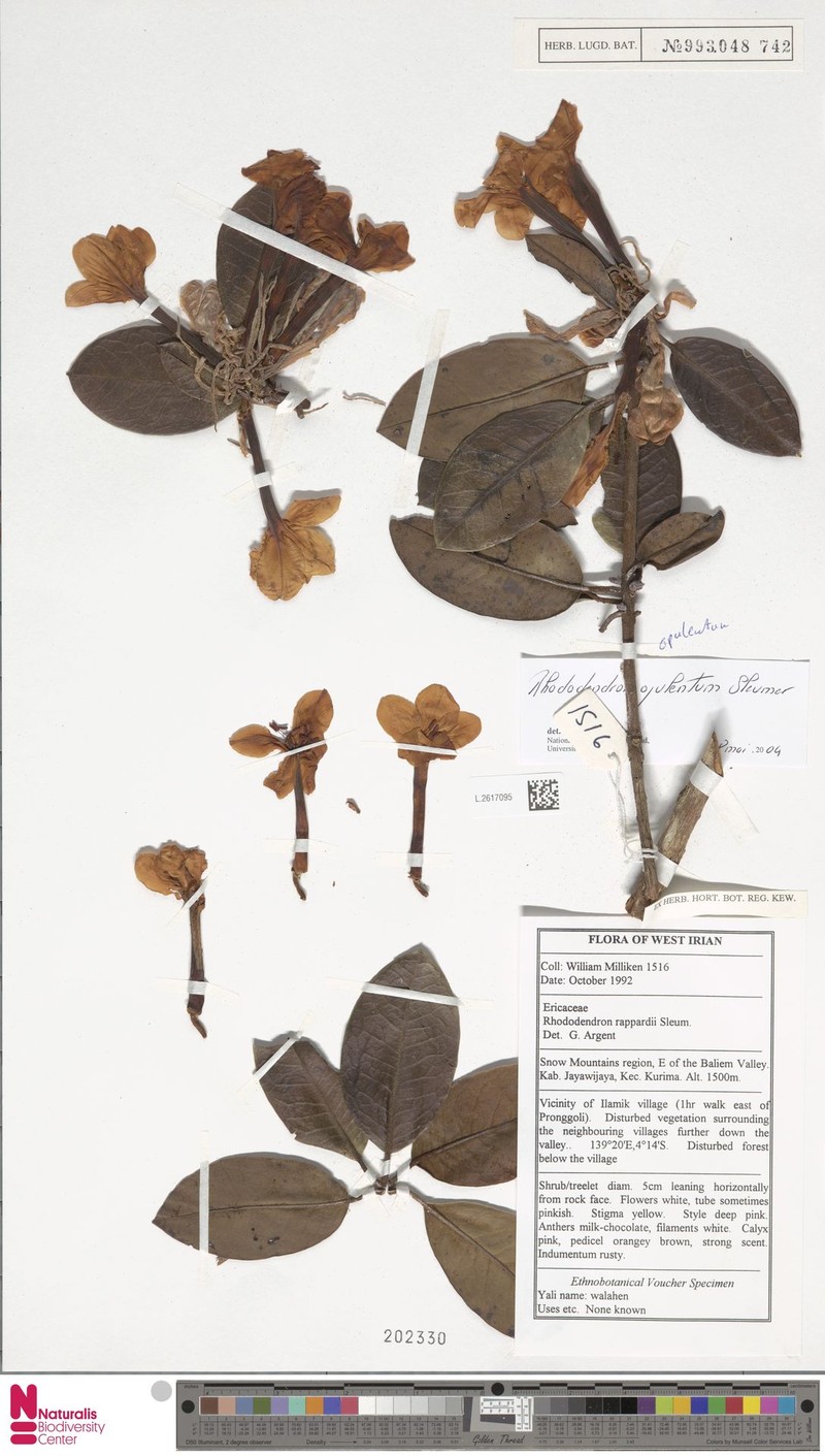 Rhododendron opulentum