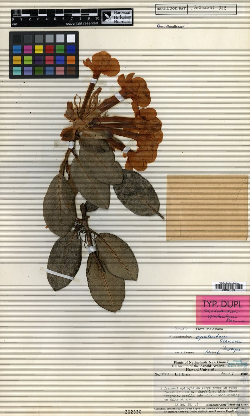 Rhododendron opulentum photo 2