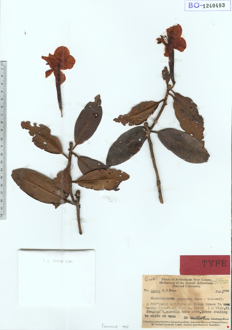 Rhododendron opulentum photo 3