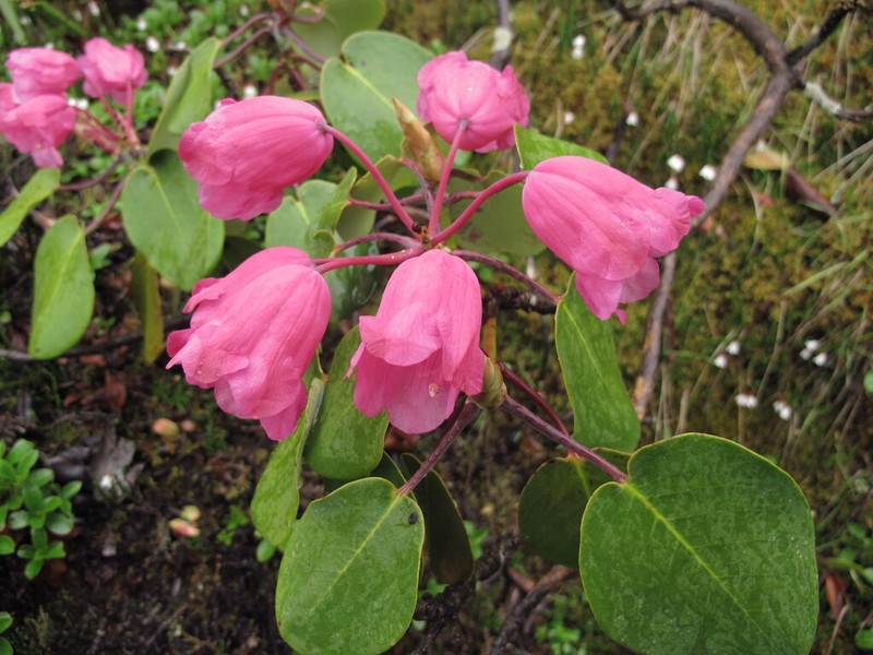 Rhododendron orbiculare photo 3