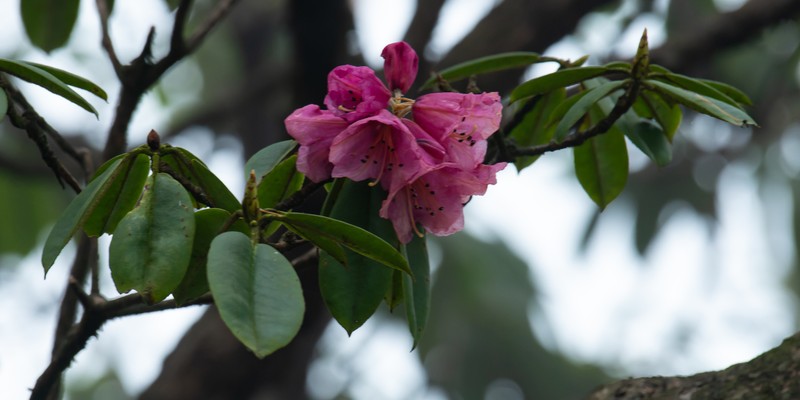 Rhododendron orbiculare photo 4
