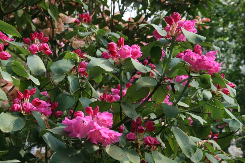 Rhododendron orbiculare