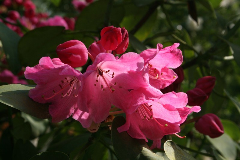 Rhododendron orbiculare photo 7