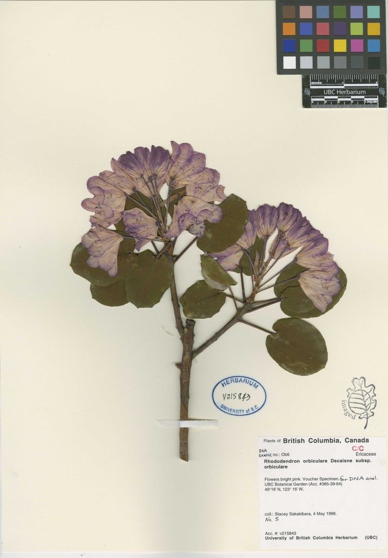 Rhododendron orbiculare subsp. orbiculare