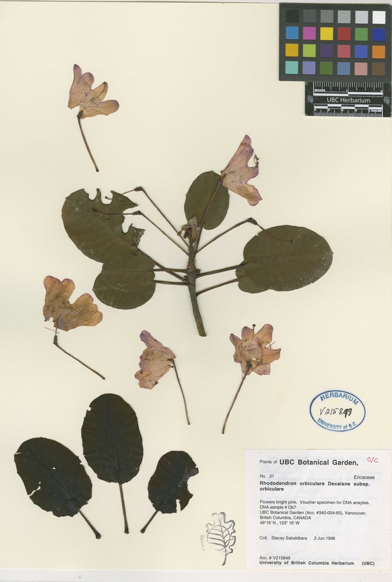 Rhododendron orbiculare subsp. orbiculare photo 2