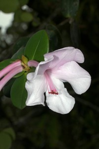Rhododendron orbiculatum