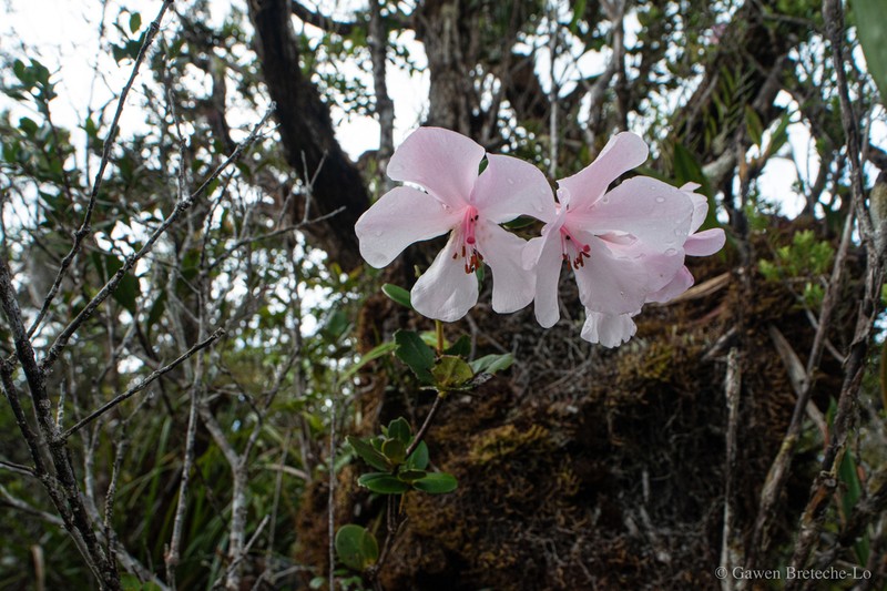 Rhododendron orbiculatum photo 2
