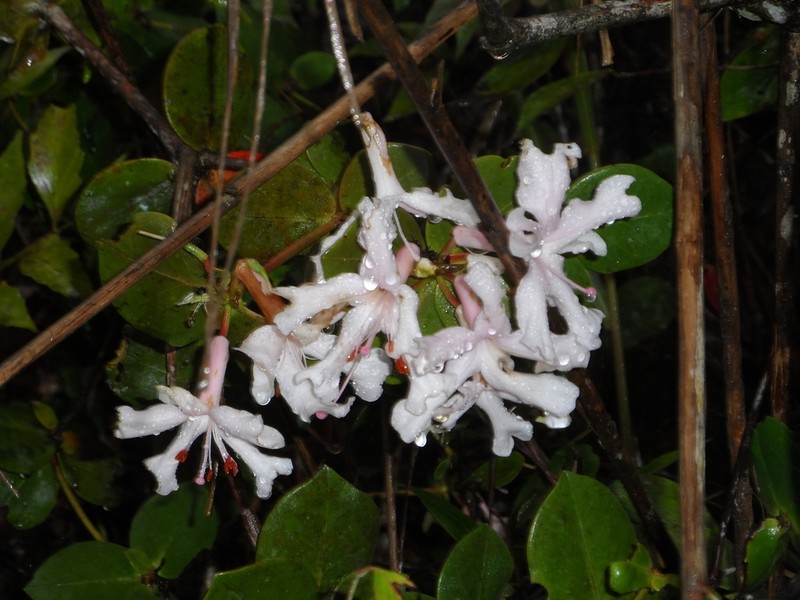 Rhododendron orbiculatum photo 3