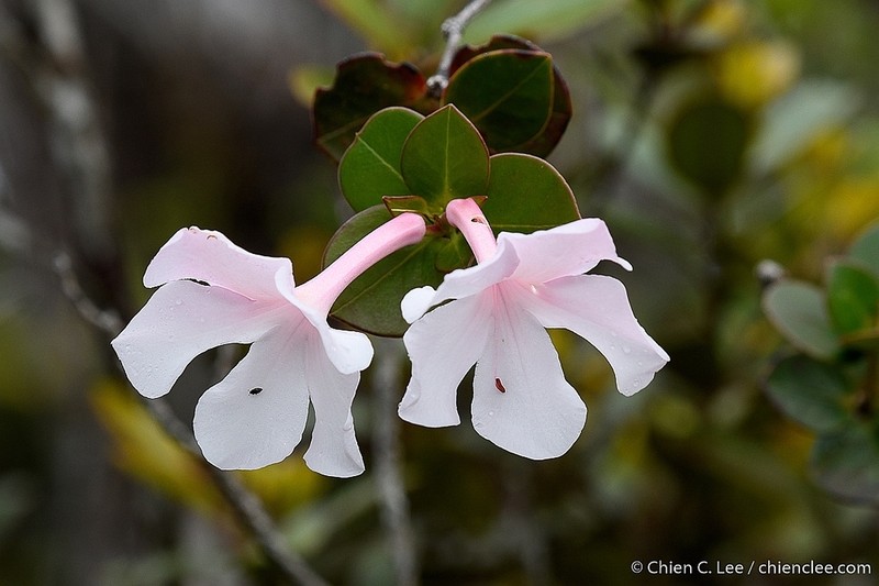 Rhododendron orbiculatum photo 4