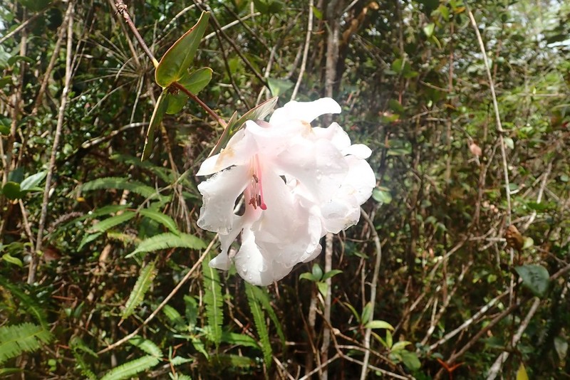 Rhododendron orbiculatum photo 5