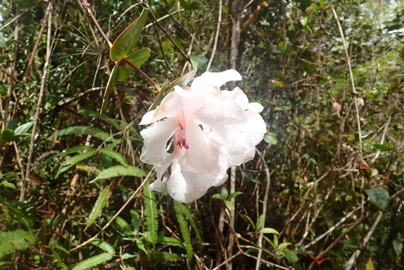 Rhododendron orbiculatum photo 7