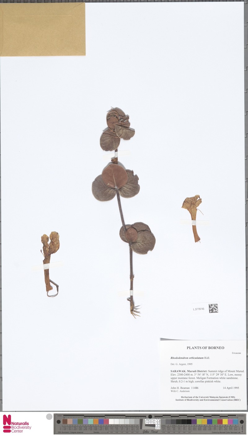 Rhododendron orbiculatum photo 8