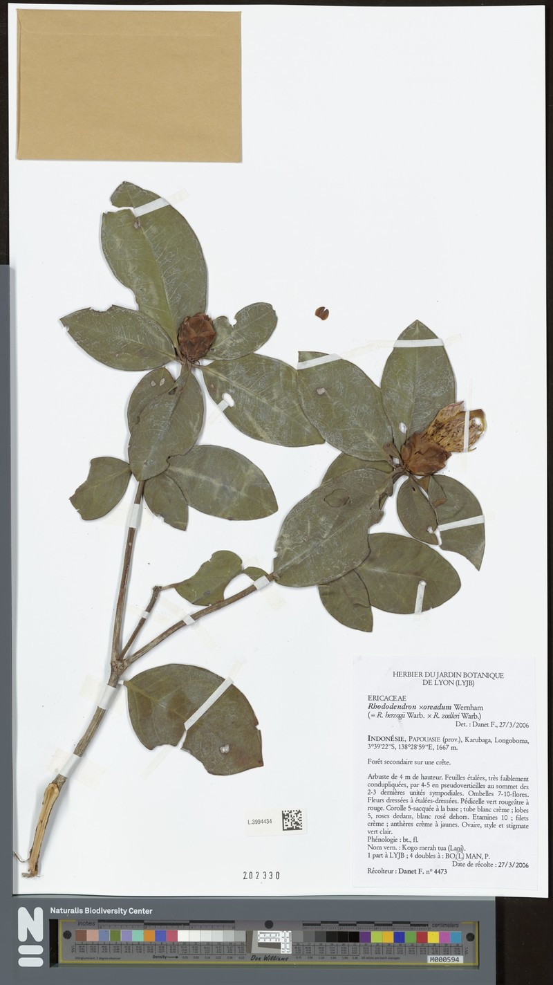 Rhododendron oreadum