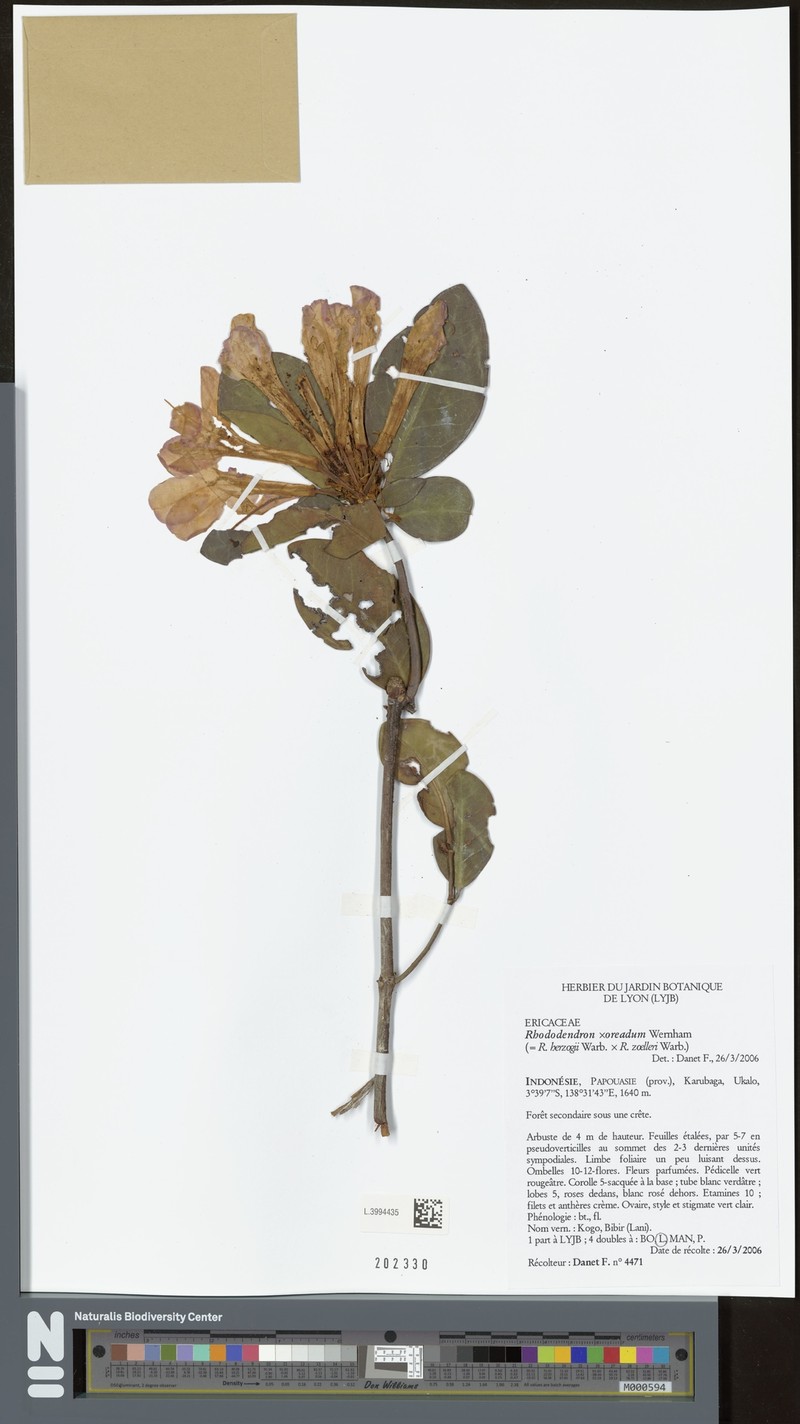 Rhododendron oreadum photo 2