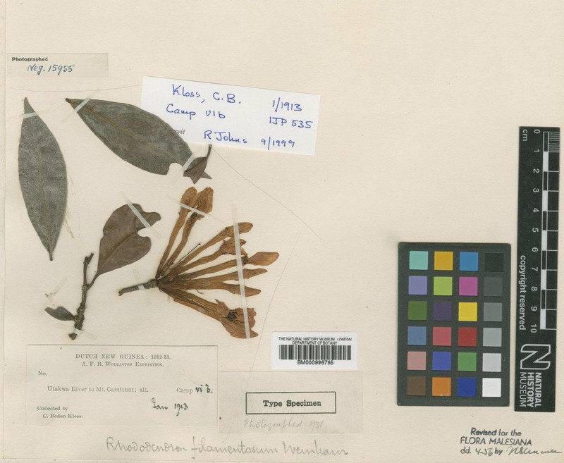 Rhododendron oreadum photo 3