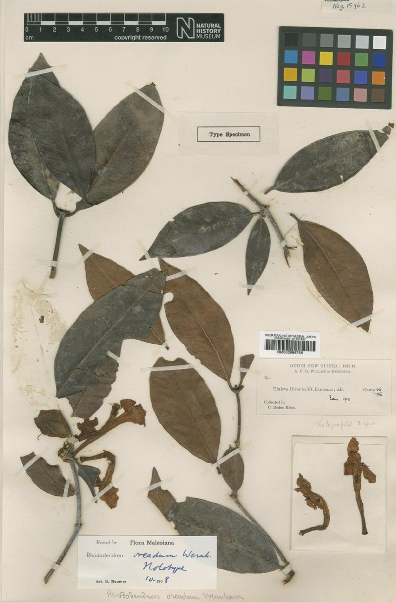 Rhododendron oreadum photo 4