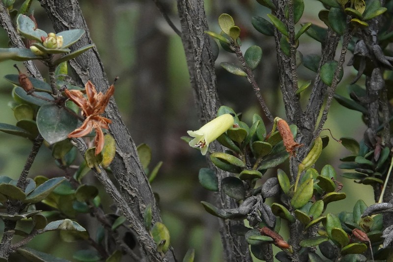 Rhododendron oreites photo 2