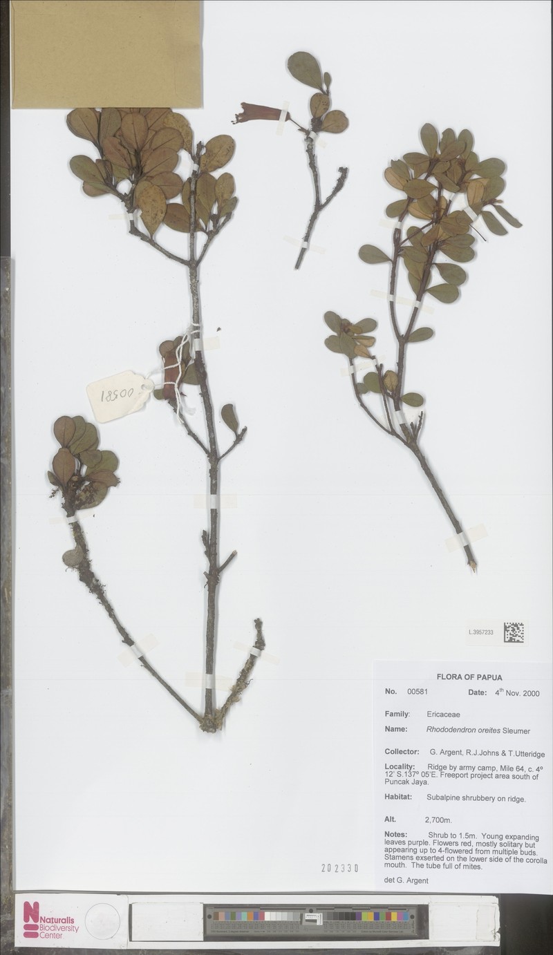 Rhododendron oreites photo 3