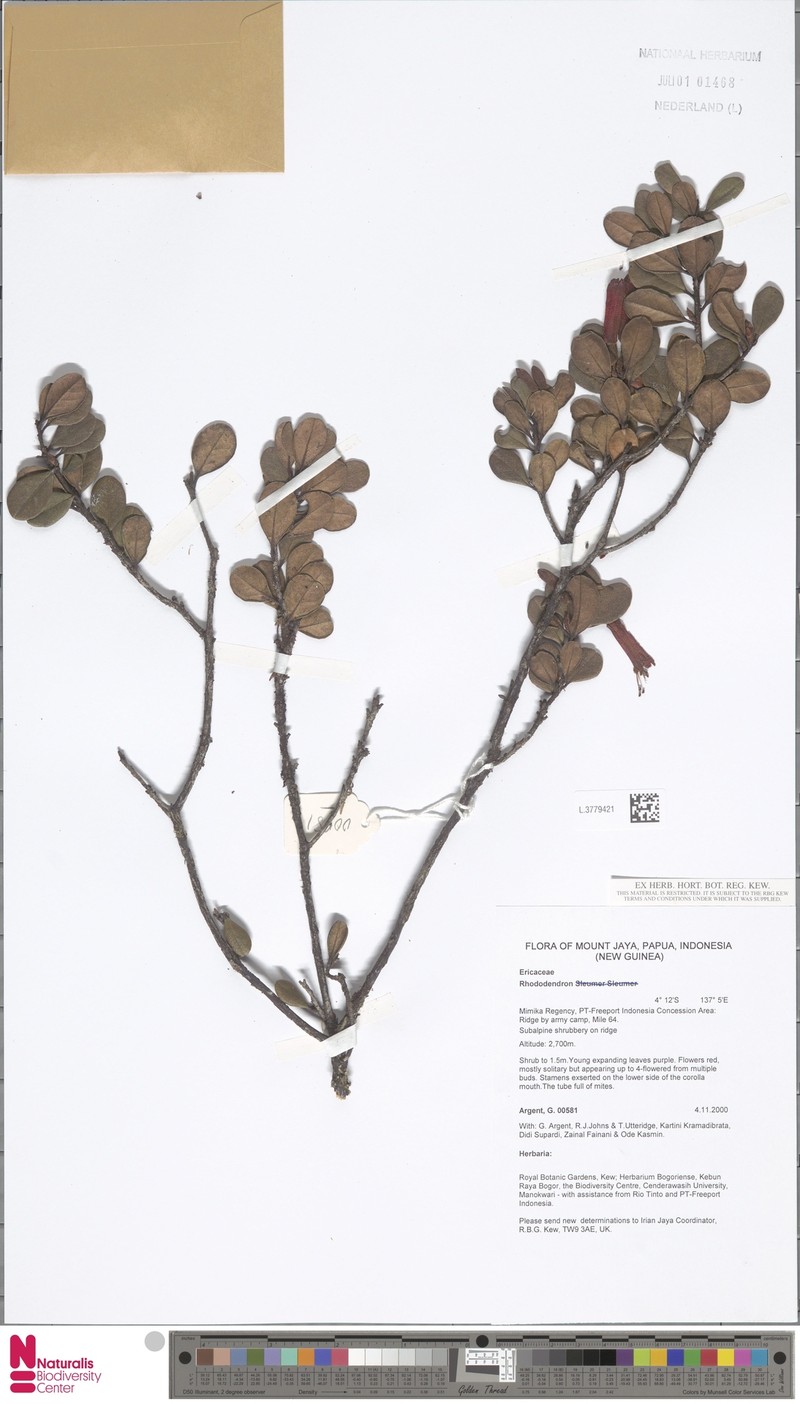 Rhododendron oreites photo 4