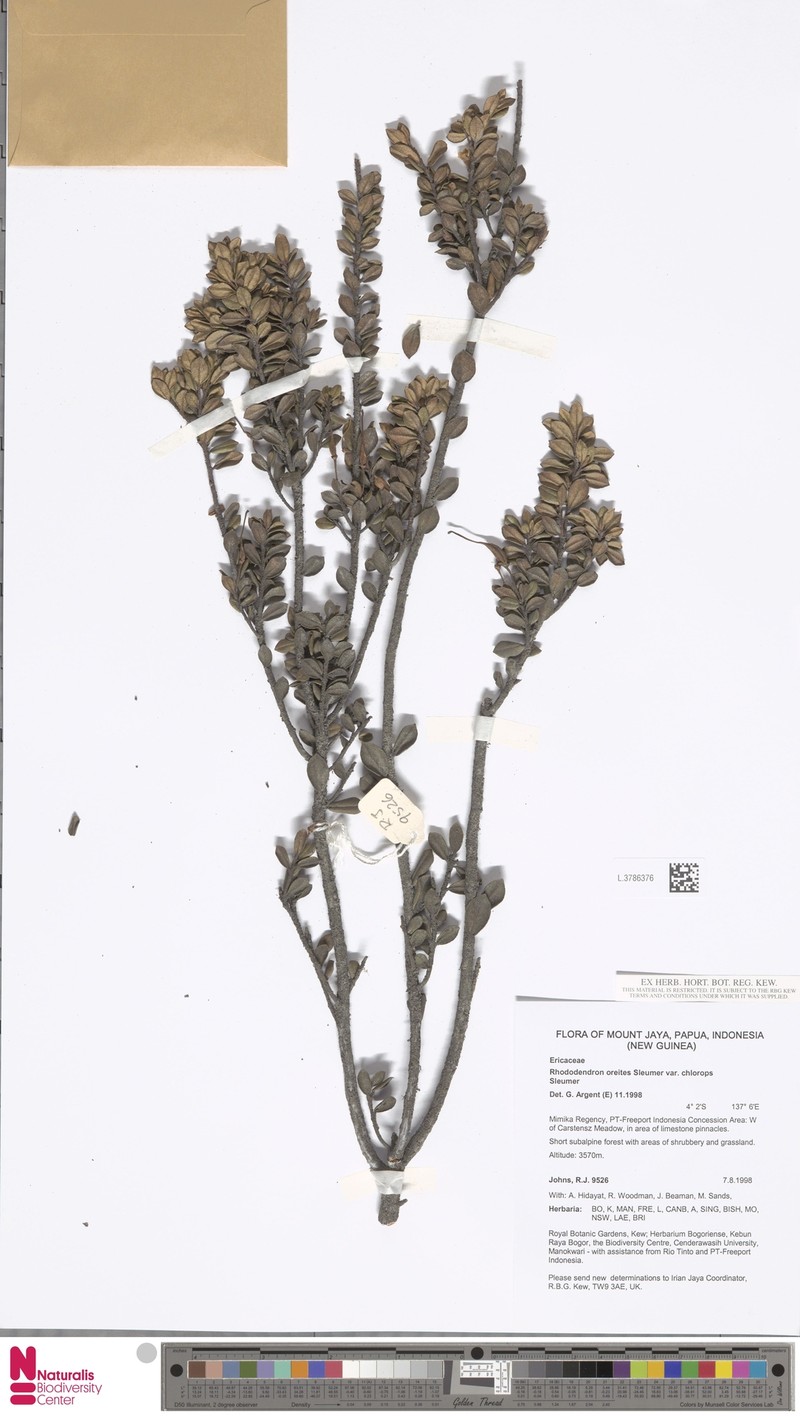 Rhododendron oreites var. chlorops photo 2