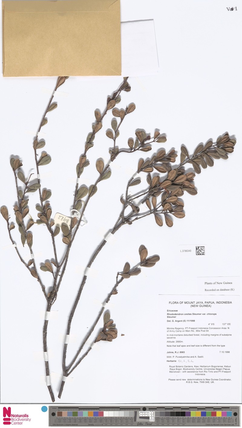 Rhododendron oreites var. chlorops photo 3
