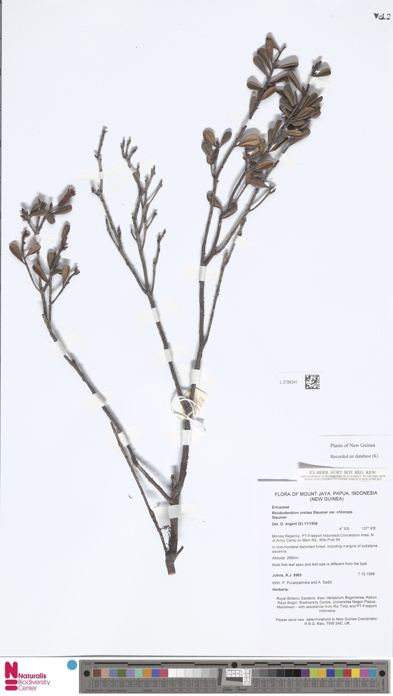 Rhododendron oreites var. chlorops photo 4