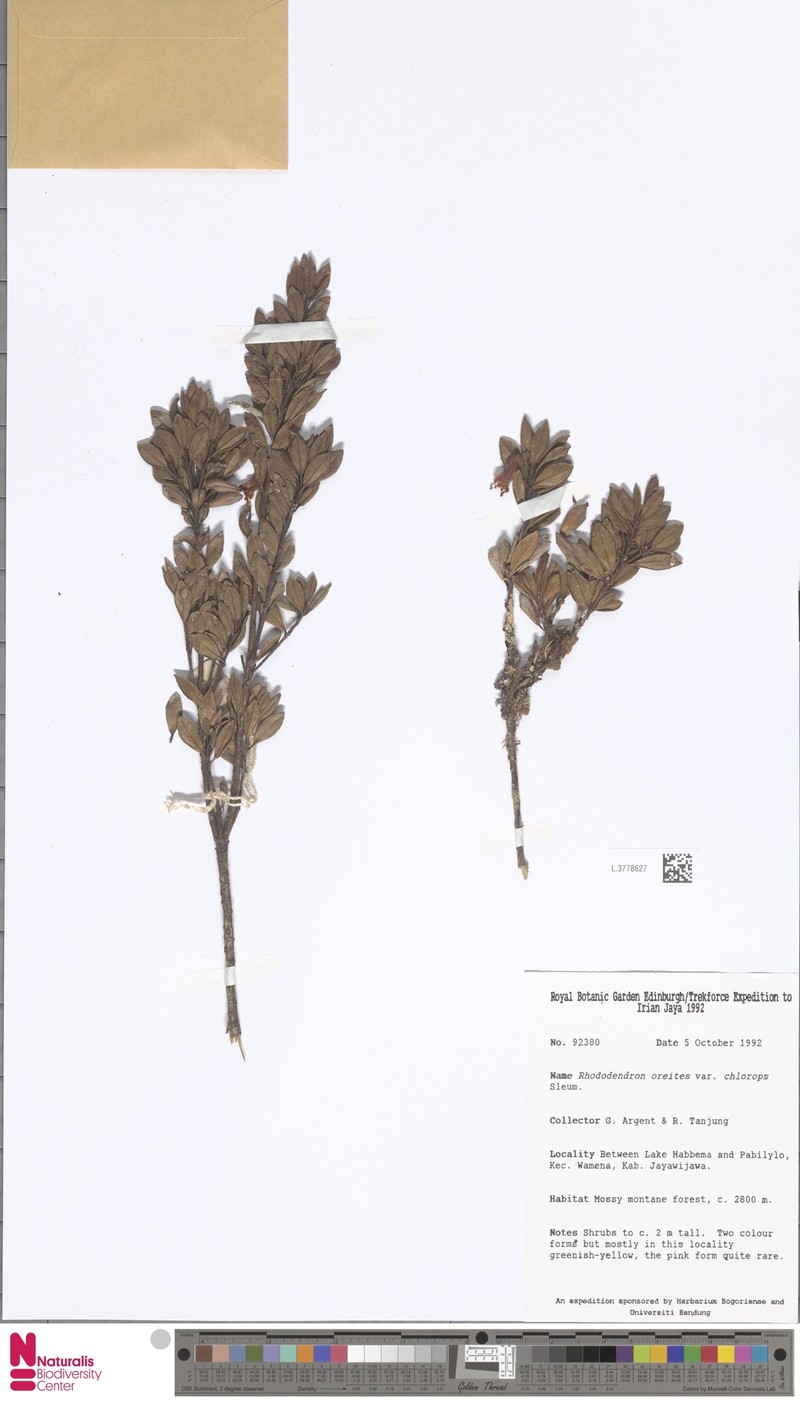 Rhododendron oreites var. chlorops photo 5