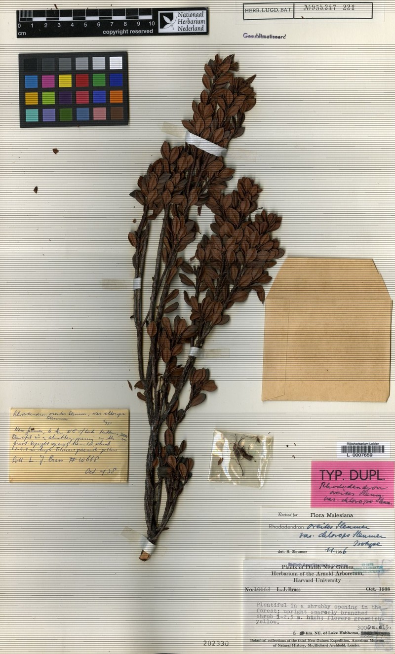 Rhododendron oreites var. chlorops photo 7