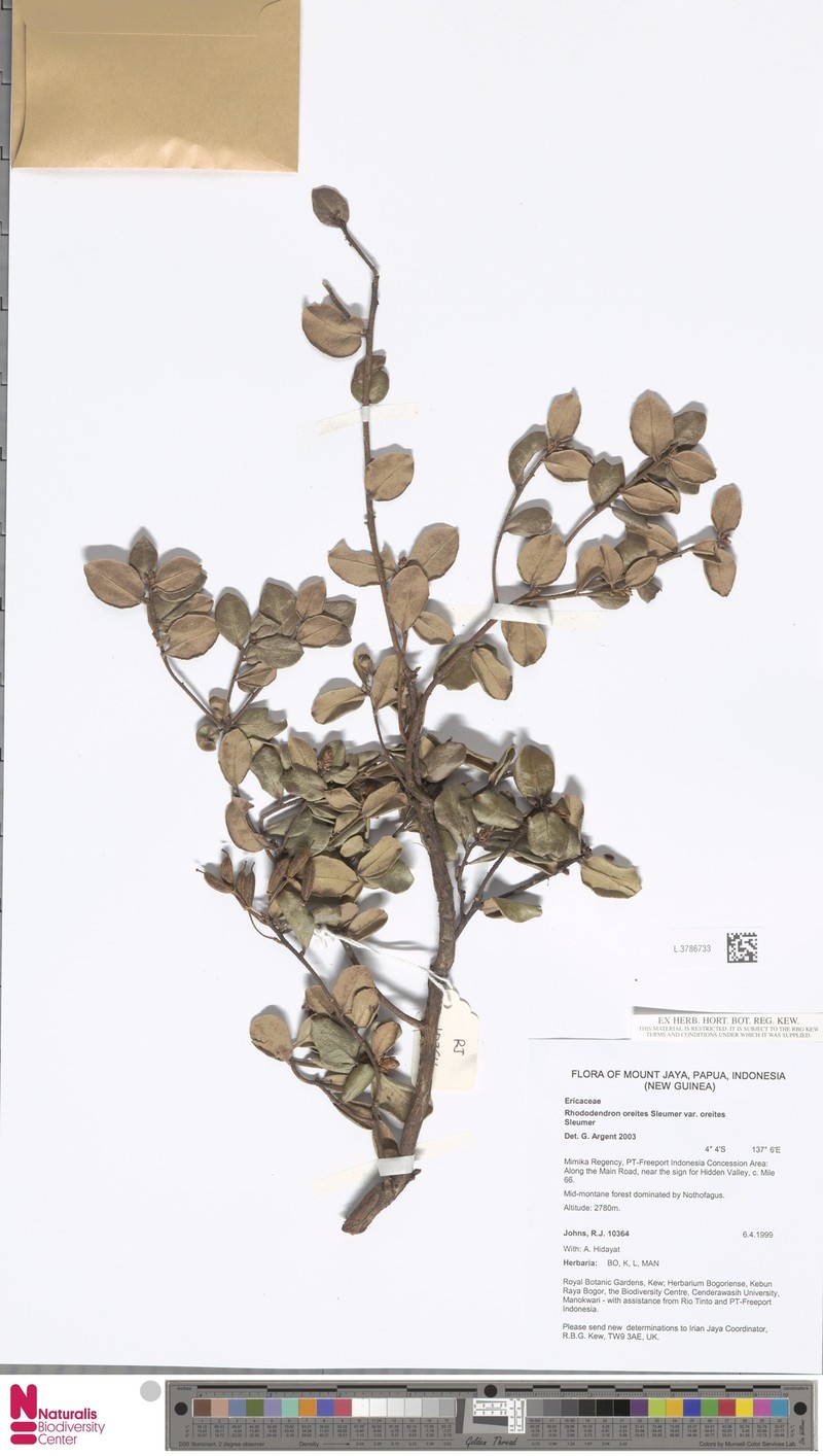 Rhododendron oreites var. oreites